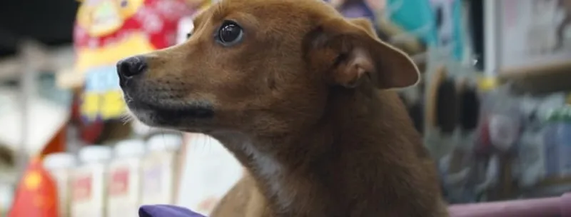 Pet shop'ta bir köpek